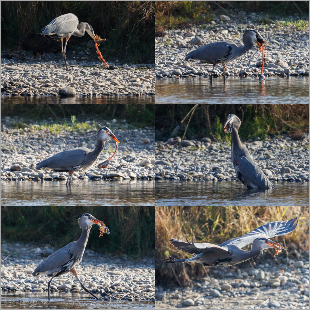 Great Blue Heron eating a full length salmon