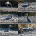 birds on the American River