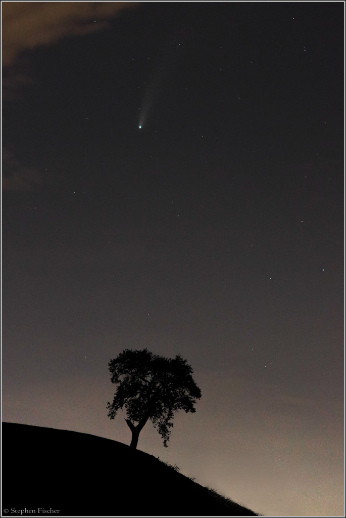 Comet Neowise and an oak tree