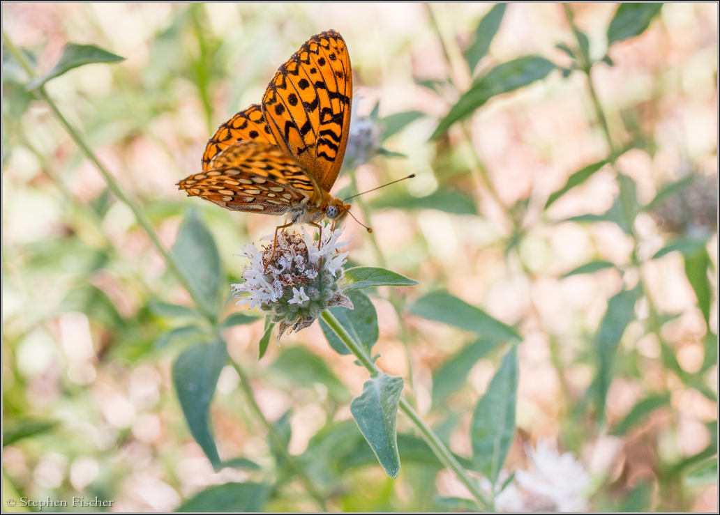 Fritillary butterfly in a field of pennyroyal wildflowers