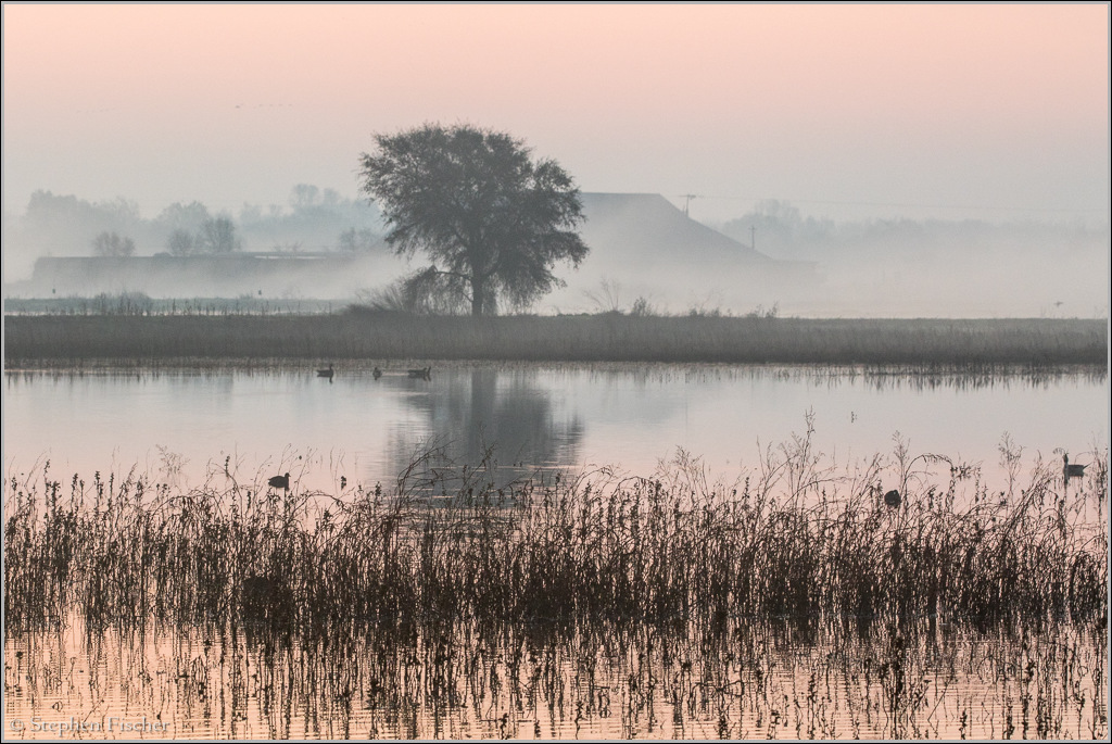 Morning landscapes at Cosumnes River Preserve