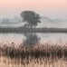 misty morning at Cosumnes River Preserve