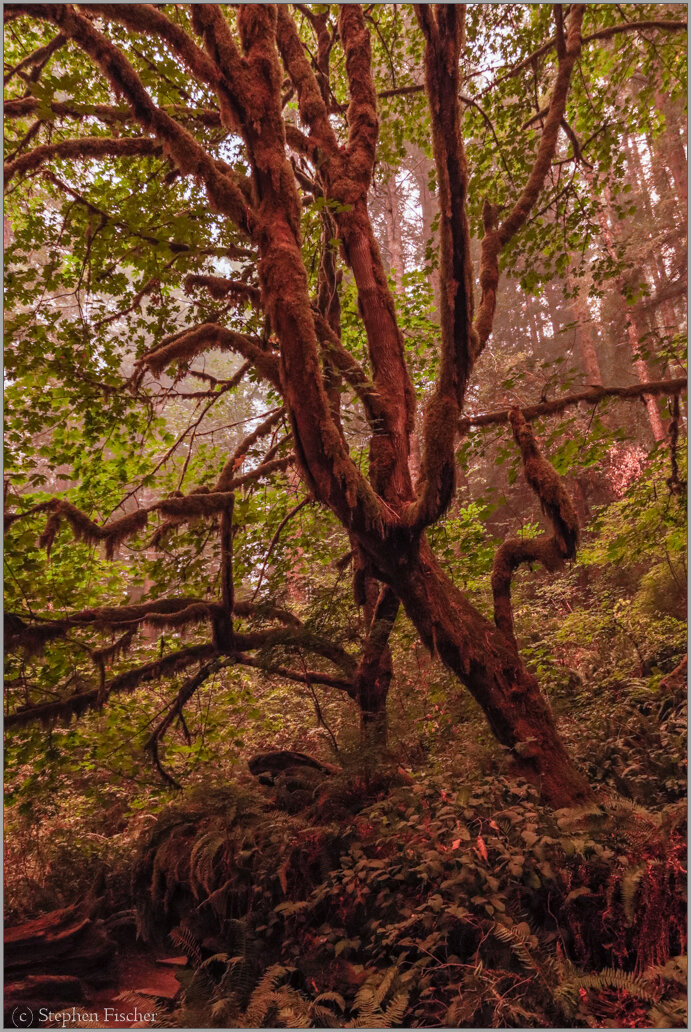 Del Norte forest under smoky skies