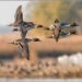 Colusa NWR birds