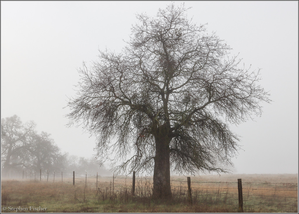 oak trees of the Sierra foothills on a foggy morning