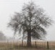 Oak trees in the fog