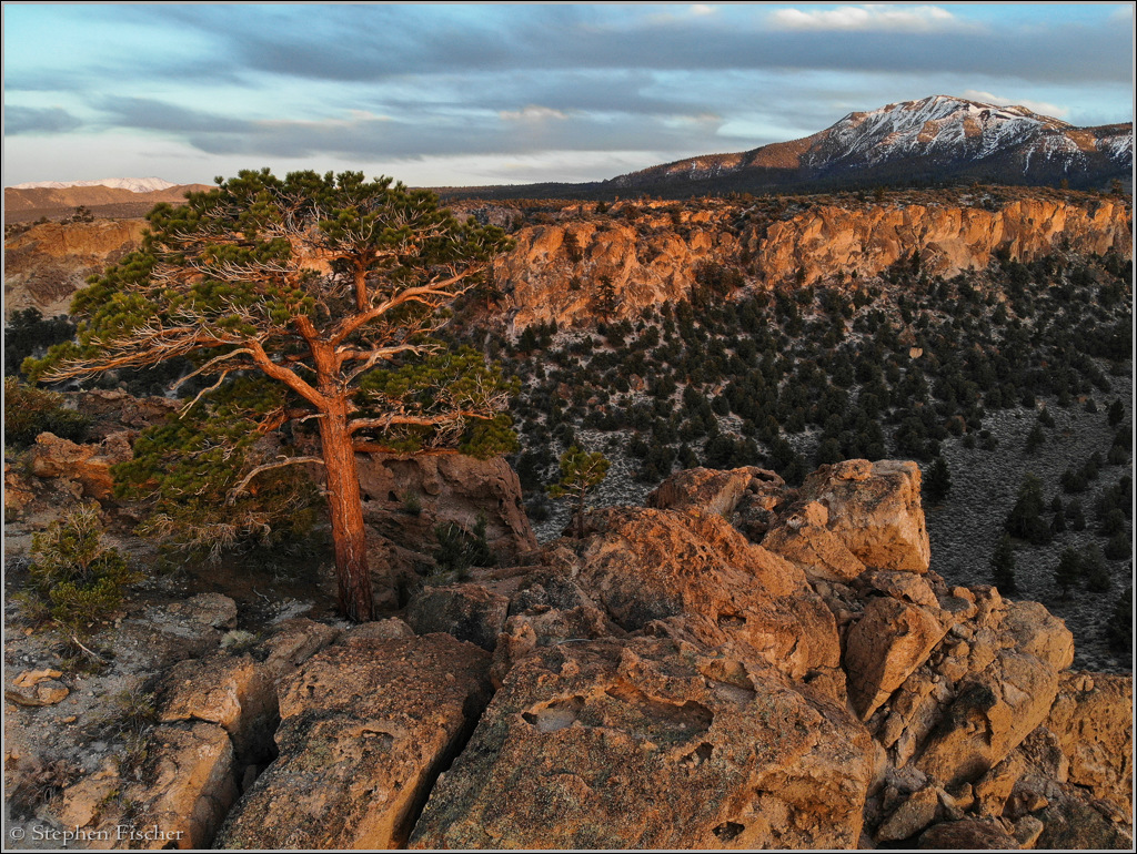 Jeffery pine on a mountain top of the Mono volcanic tablelands