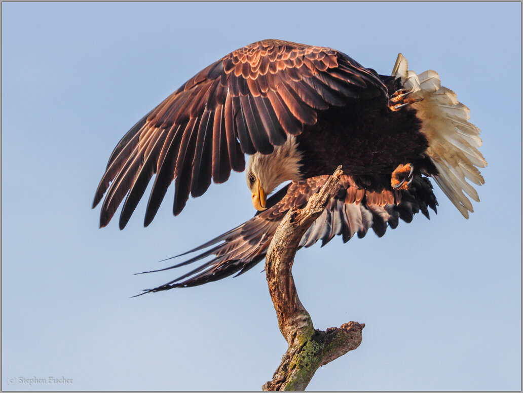 bald eagle