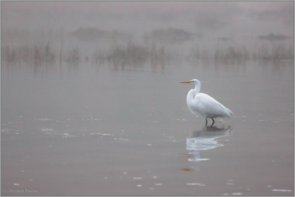 Foggy reflection