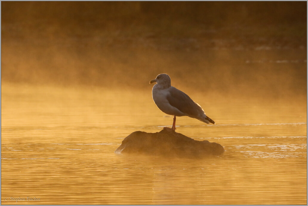 Golden gull