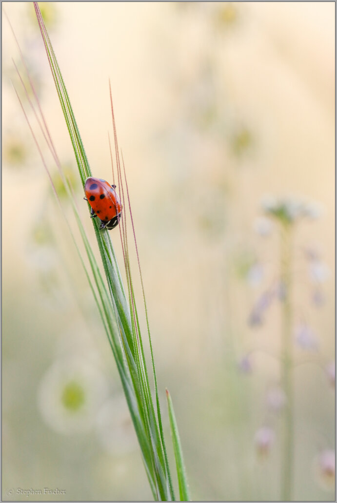 Ladybug