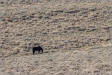 white mountain wild horse